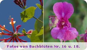 Zwei Ausgangssubstanzen für Bachblüten