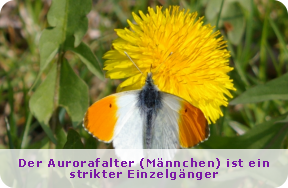 Der Aurofalter ist ein strikter Einzelgänger