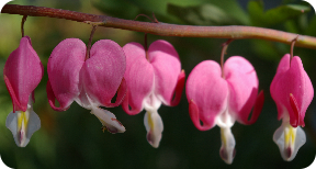 Herzblume