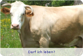 Bild: Kuh