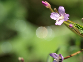 Orbs Foto?