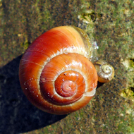 Zufallsbild