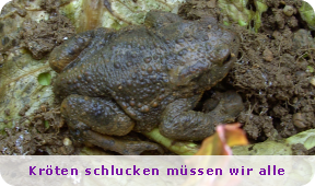 Erdkröte