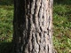 Bild: Baumstamm - Ich liebe und schütze die Natur!