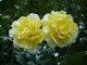 Bild: Gelbe Rosen - Ich liebe und schütze die Natur!