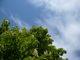Bild: Kastanienbaum und Wolken - Ich liebe und schütze die Natur!