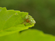 Bild: Grüne Spinne - Ich liebe und schütze die Natur!