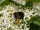 Bild: Erdhummel mit Pollenhöschen - Ich liebe und schütze die Natur!
