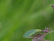 Bild: Grüne Florfliege - Ich liebe und schütze die Natur!