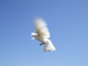 Bild: Weiße Taube - Ich liebe und schütze die Natur!