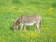 Bild: Esel - Ich liebe und schütze die Natur!