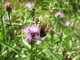 Bild: Milchfleck (Erebia ligea) auf Distel - Ich liebe und schütze die Natur!