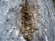 Bild: Bienenstock im Baum - Ich liebe und schütze die Natur!