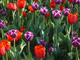 Bild: Tulpen - Ich liebe und schütze die Natur!
